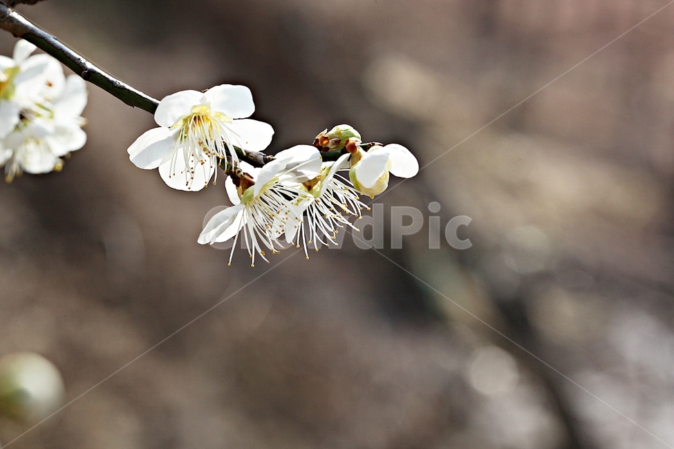 매화꽃,매화,꽃,나무,자연,배경,봄,계절,spring,season,식물,자연,plants,nature,꽃,flower,plant