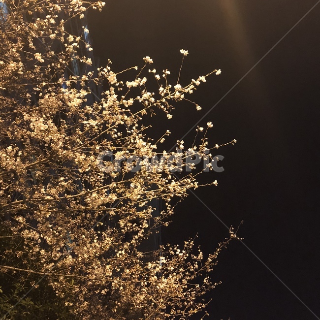벚꽃,야경,밤,꽃,새벽감성,flower,봄,계절,spring,season,야경,밤,풍경,nightscape,night,landscape,light,빛,flare,플레어,sunlight,햇빛