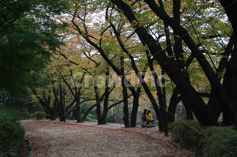 숲,가을,autumn,단풍,낙엽,소녀,나무,나무,trees,wood