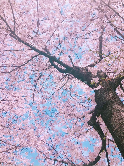 하늘,벚꽃,나무,꽃,봄,분홍,색감,평화로운,편안한,힐링,치유,여유,자연,풍경,계절,spring,pink,cherryblossom,flower,tree,nature,rest,relaxation,healing