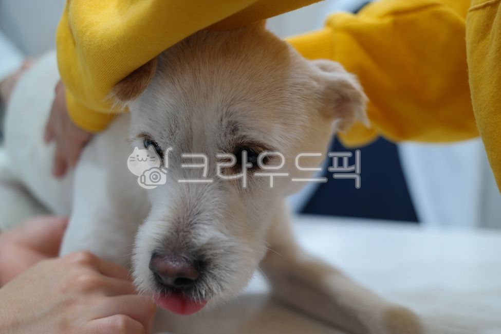 expression,therapy,Medical treatment,diagnosis,Pets,White,puppy,animal hospital,afraid,veterinarian,examination,cowardice,animal,scary,hospital,dog,pet dog,frightened,pet,fear