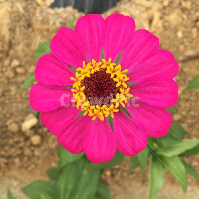 백일홍,자연,사랑,꽃,식물,핑크,하트