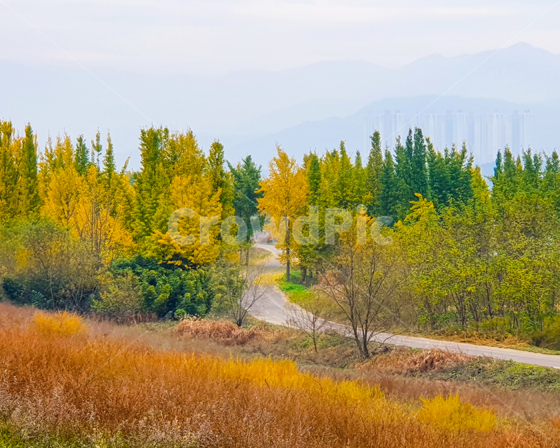 tree,나무,plant,식물,abies,아비,구과식물,conifer,전나무,fir,은행나무,풍경,라이딩,은행나무숲,산책길,자전거도로,도로,인도,road,단풍,잎,은행,가을,계절,fall,autumn,season,자연,풍경,nature,landscape