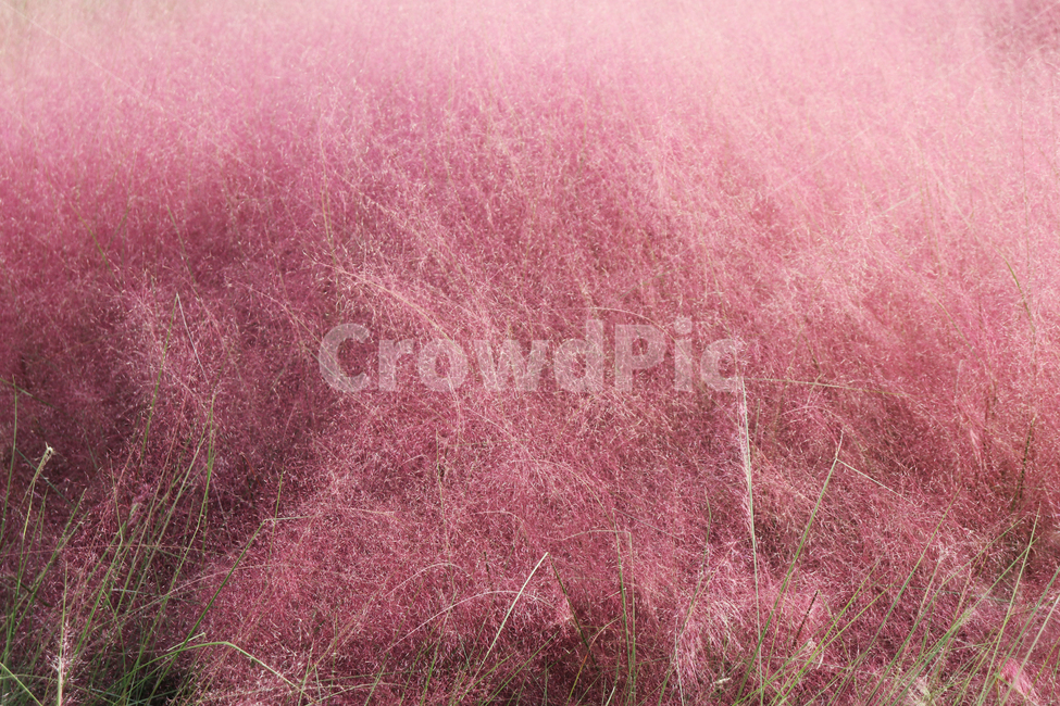 핑크,배경,자연,핑크뮬리,확대,nature,pink,pinkmuhlygrass,background,가을,fall