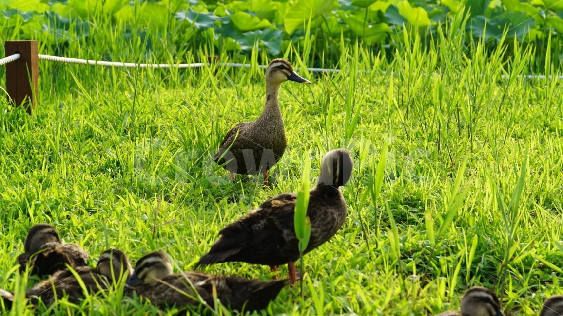 오리,조류,새,동물,잔디밭,풀,식물,연꽃잎,울타리,bird,duck,animal,nature,자연,여름,summer,family,가족,농장,풍경,landscape,계절,season,감성,감성사진,cute,pretty,귀엽다,귀여운,귀여워,동물,animal,조류,새,birds