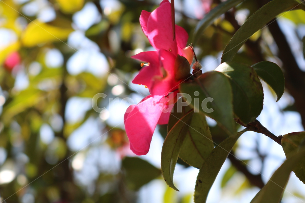 plant,식물,blossom,꽃,꽃잎,flower