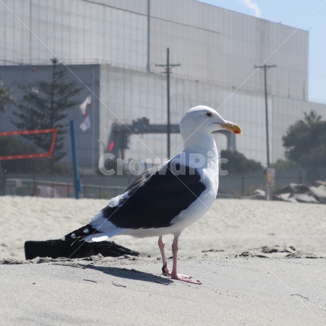새,갈매기,바다새,조류,동물,바닷가,해수욕장,부리,모래,동물,animal,조류,새,birds