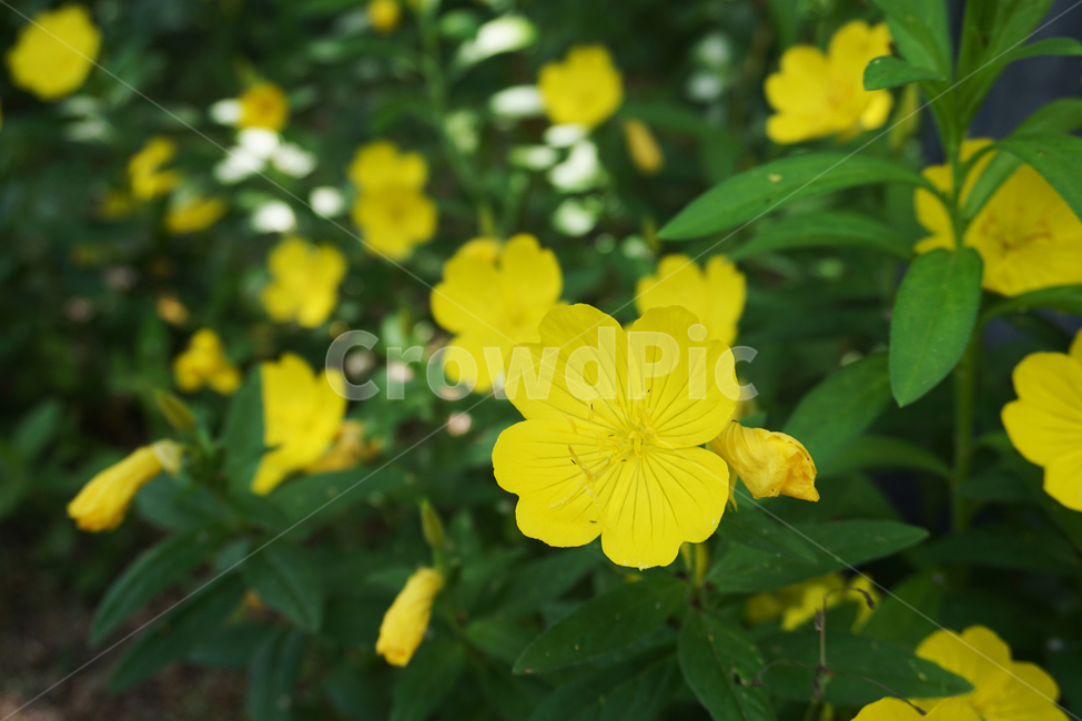 달맞이꽃,꽃,여름,노랑,자연,황금달맞이꽃,초록,oenotherafruticosa,yellow,blossom,summer,natural,nature,green,flower,bloom