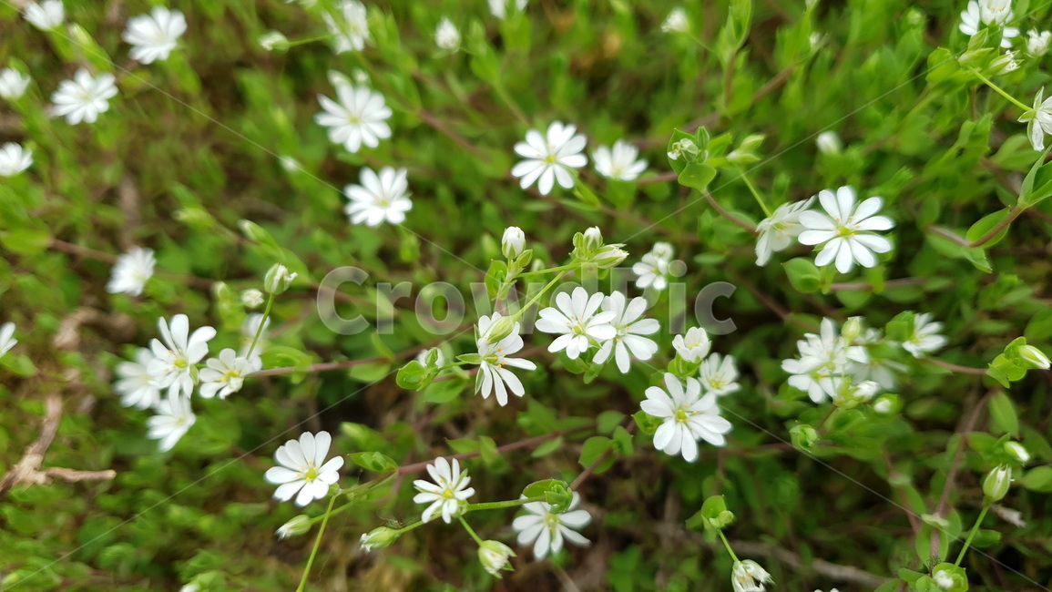 작은꽃,야생황,주변,small,flower,접사,mirco,매크로