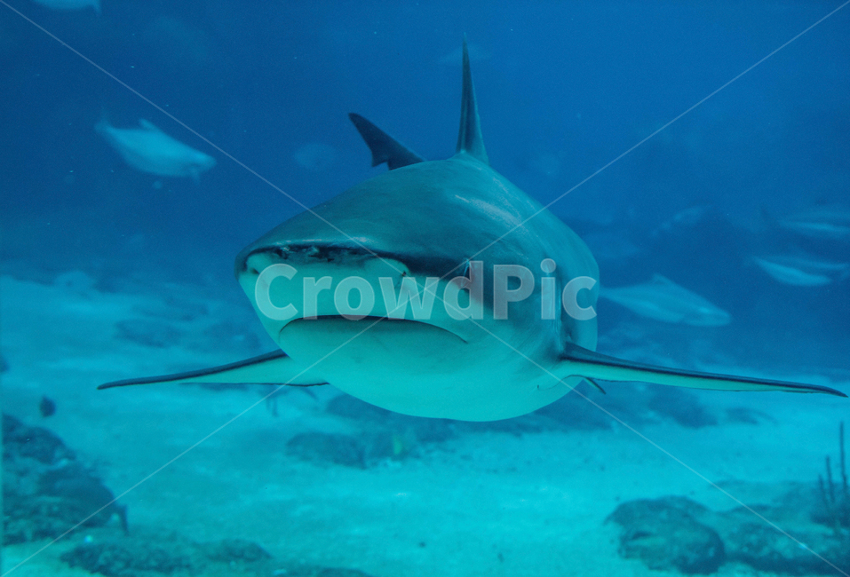 바다,상어,죠스,수족관,아쿠아리움,sea,shark,jaws,aquarium,동물,바다생물,물고기,fish,죠스바,물놀이,sealife,위험,dager,포식자,predator,animal,어류,어류,물고기,fish