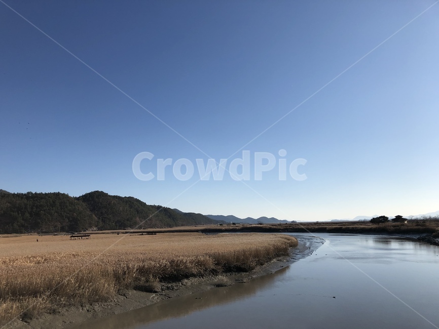 순천만,습지,순천동천,갈대,갈대군락지,겨울,맑음,winter