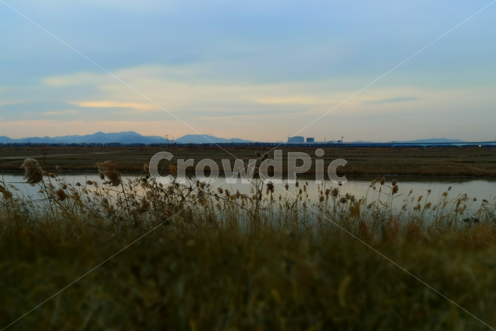 갈대,강,하늘,구름,갈색,자연,풍경,nature,landscape,land,땅,outdoors,옥외,water,물,grass,잔디,plant,식물