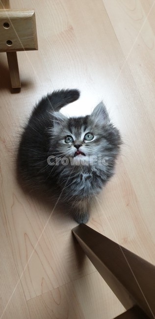 고양이,아기고양이,새끼고양이,어린고양이,반려묘,귀여운고양이