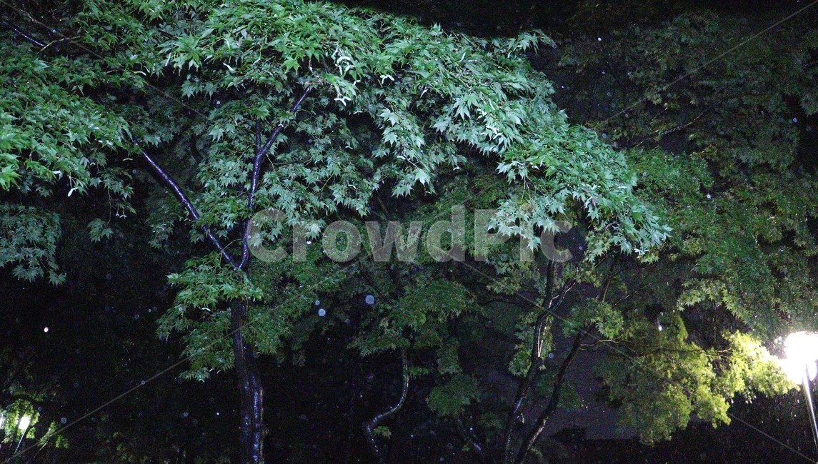 비,밤,나무,새벽,새벽비,rain,night,tree