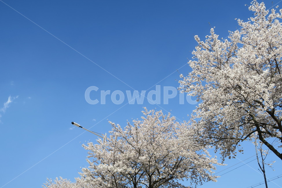벚꽃,봄,꽃,나무,spring,봄꽃,자연,벚꽃나무,하늘,봄날,봄,계절,spring,season,plant,식물,blossom,cherry blossom,flower