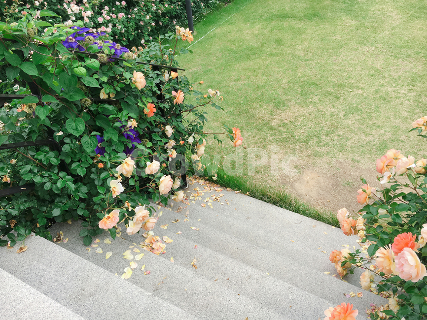 꽃,봄,예쁜꽃,감성,감성사진,계단,잔디,힐링,봄꽃,flower,color,식물,자연,plants,nature,꽃,flower
