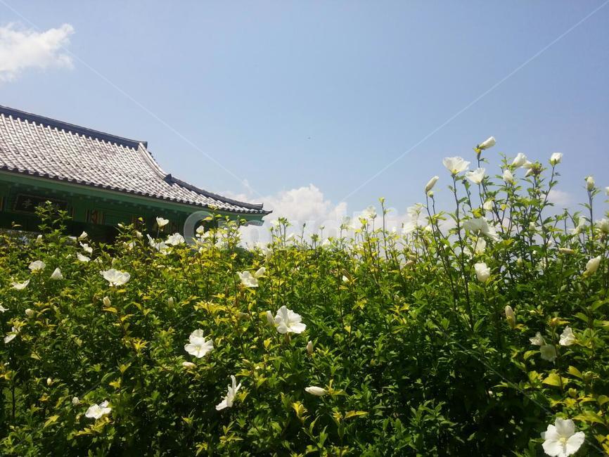 꽃,구름,하늘,여름,자연,flower,cloud,sky,summer