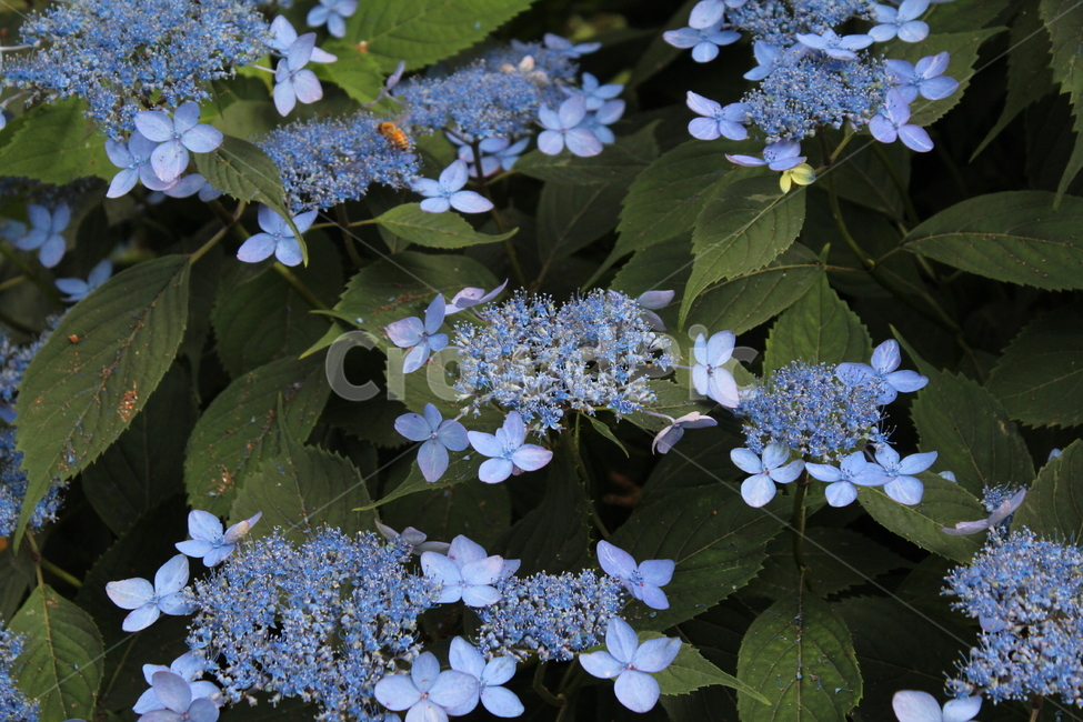 꽃,수국,연꽃,제주도꽃,도깨비,도깨비꽃,축제,6월의꽃,6월,식물,자연,plants,nature,꽃,flower,동물,animal,곤충,벌레,insect,bug