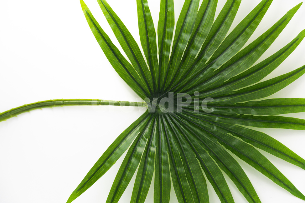 plant,식물,leaf,잎,green,초록,트로피컬,야자수잎,야자수,트로피칼