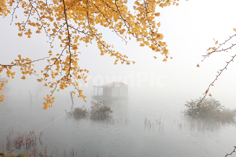 nature,자연,weather,날씨,outdoors,옥외,반영,호수,저수지,은행나무,자연,풍경,nature,landscape