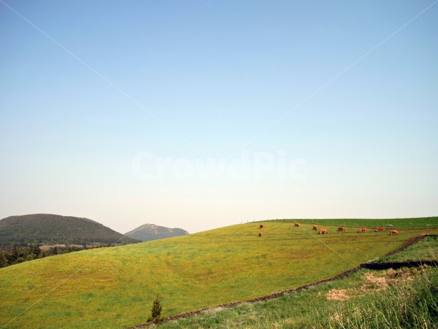 제주,소목장,능선,들판,소,자연,풍경,nature,landscape,outdoors,옥외