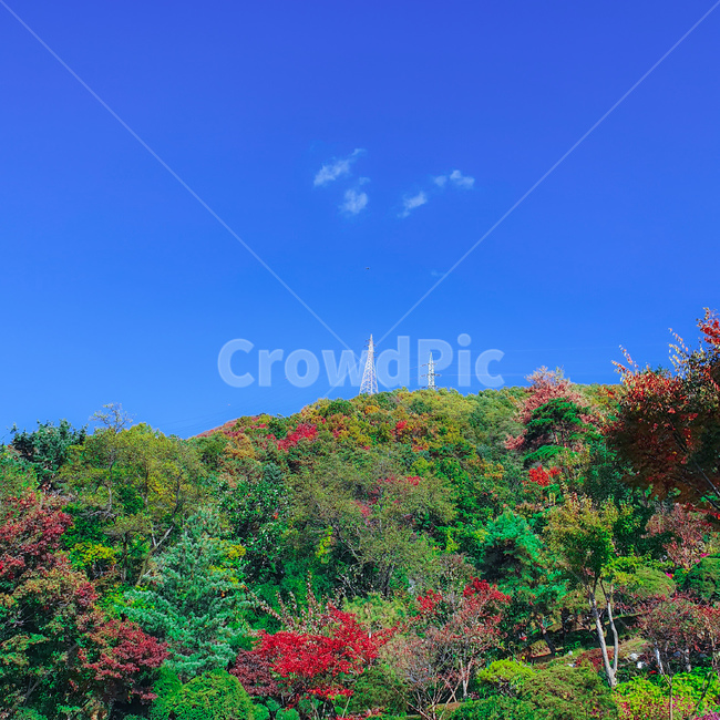vegetation,초목,식물,옥외,자연,나무,하늘,구름,자연,풍경,nature,landscape