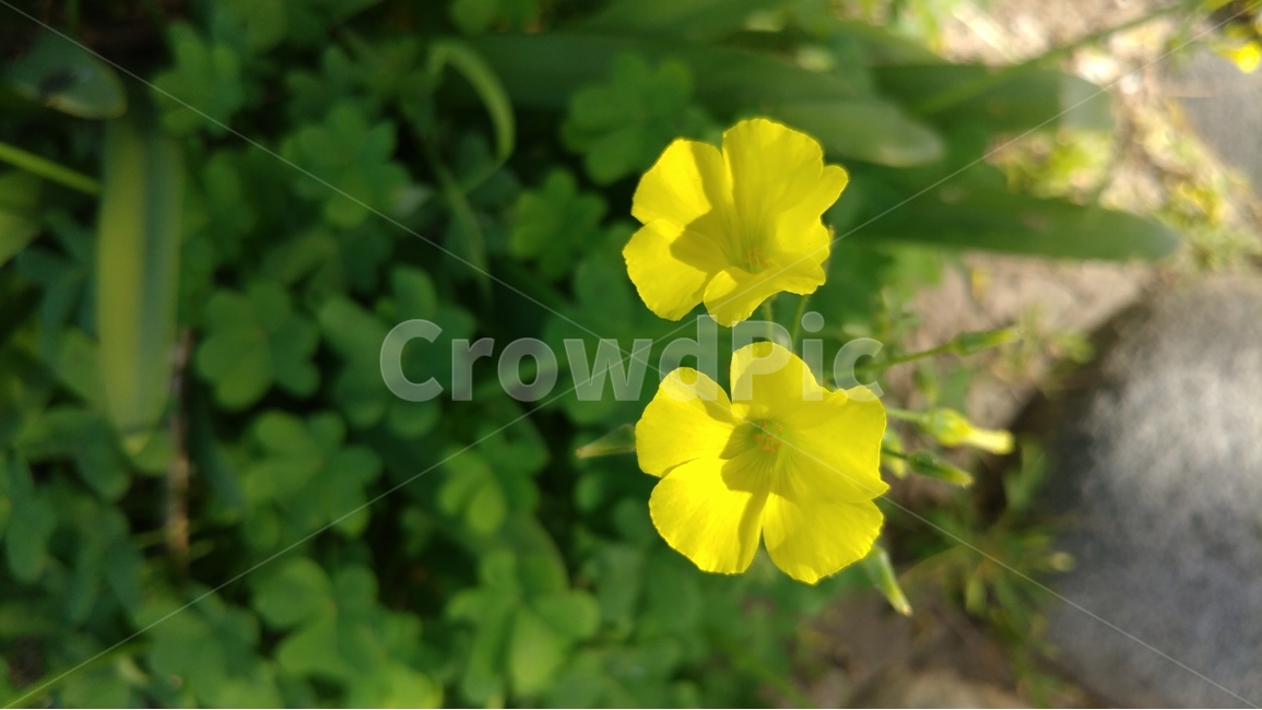 봄,꽃,봄꽃,세잎클로버,노란꽃,식물,자연,버뮤다버터컵,spring,flower,springflower,bermudabuttercup,clover,neonyellow,yellowflower,봄,계절,spring,season,식물,자연,plants,nature,꽃,flower,blossom,geranium,제라늄,plant