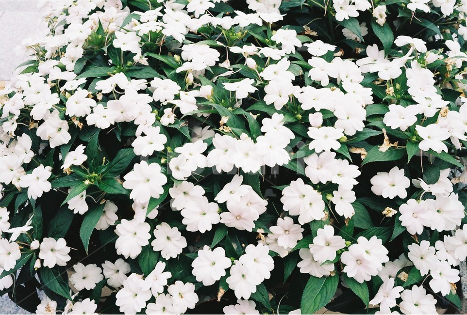꽃,필름,필름사진,식물,아름다운,식물,자연,plants,nature,꽃,flower