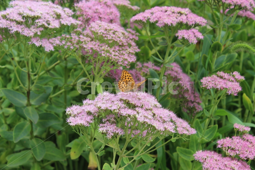 나비,자연,꽃,flower,butterfly