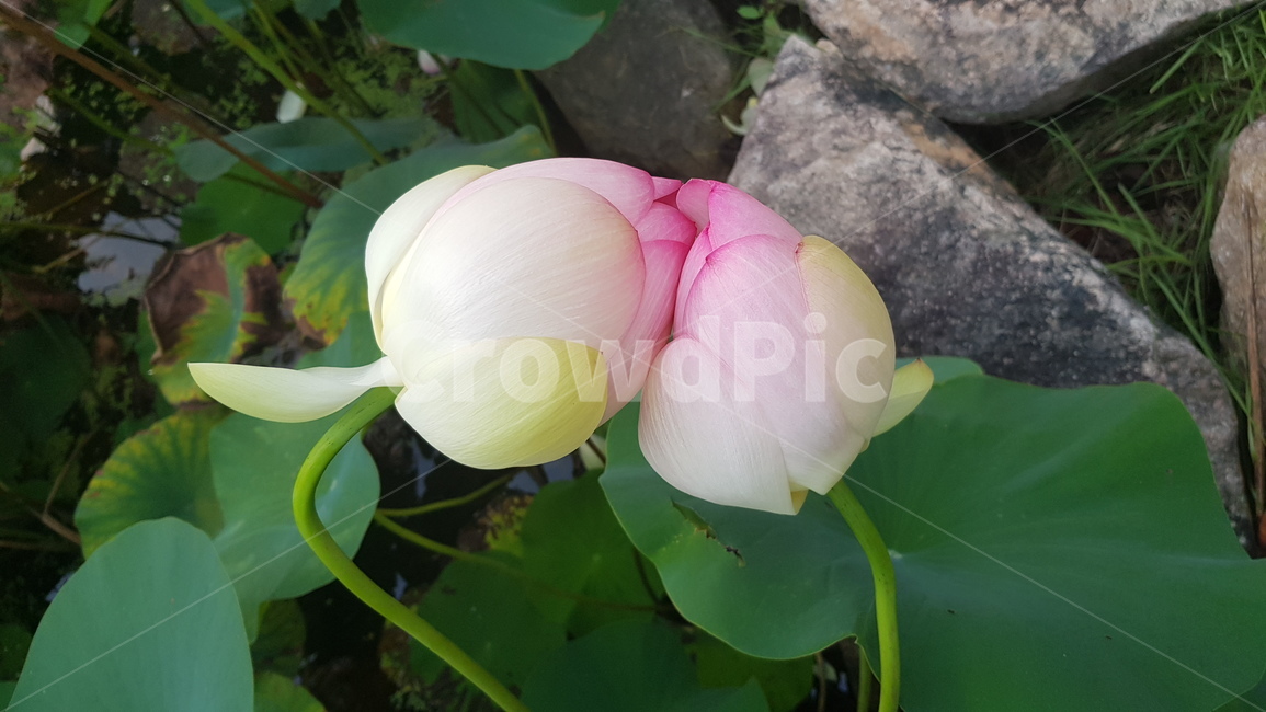 plant,식물,flower,꽃,연꽃