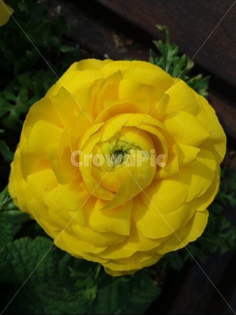 라넌큘러스,꽃,자이언트플라워,노란꽃,ranunculus,이미지,이쁜꽃