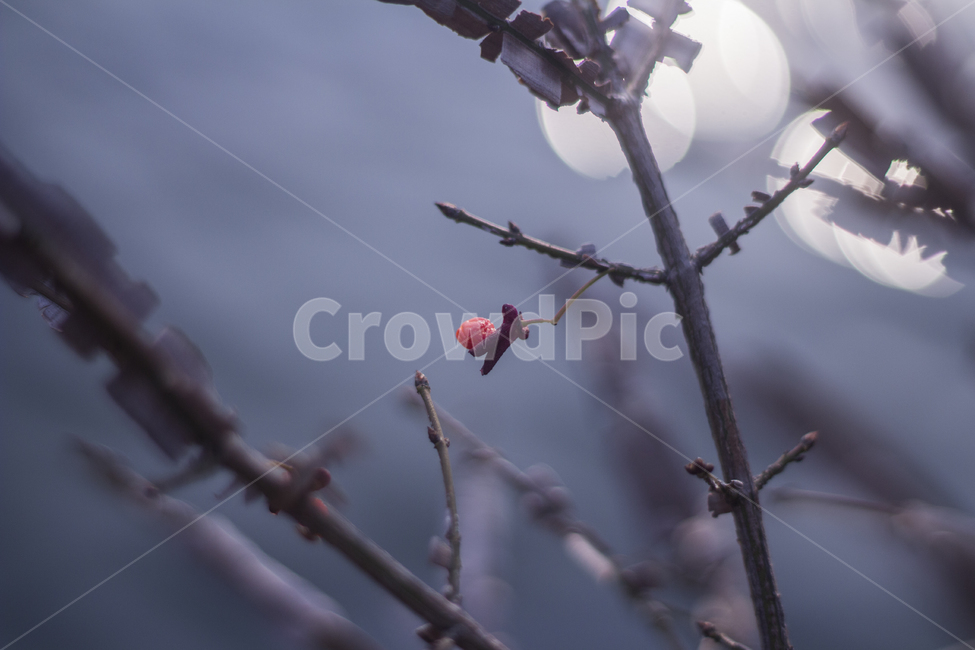 열매,가을,봉우리,꽃,꽃봉우리,식물,자연,plants,nature,과일,열매,fruit