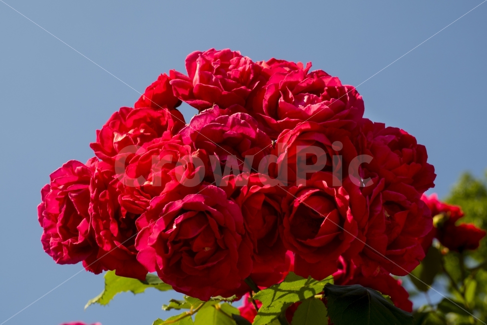 장미,부케,꽃다발,꽃,사랑,정열적인,초여름,roses,식물,자연,plants,nature,꽃,flower