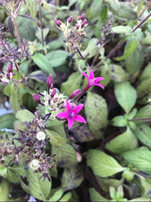 꽃,자연,식물,감성,보라색,flower,nature,purple