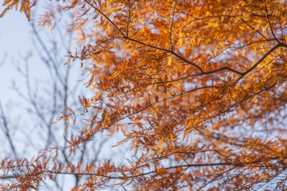 가을,나무,단풍,풍경,가을풍경,가을,계절,fall,autumn,season,식물,자연,plants,nature,leaf,잎,plant,tree,maple