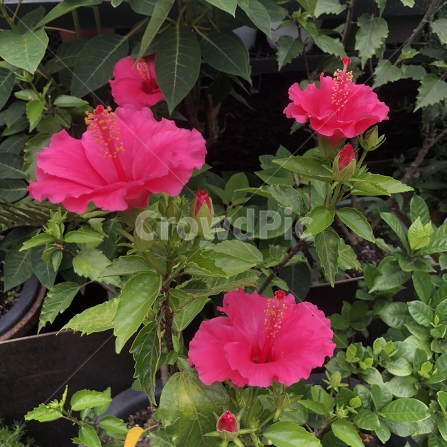 식물,꽃,잎,분홍꽃,나뭇가지,plant,flower,leaf,branch,나뭇잎,꽃잎