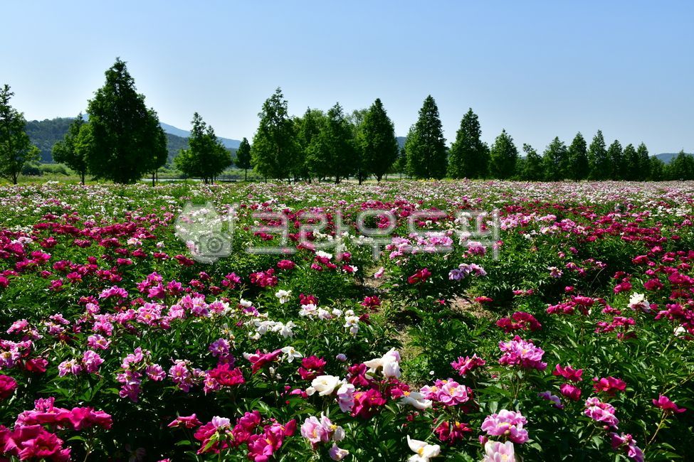 Hatdeul Ecological Park,color,rural,Hatdeul Ecological Park Peony,peony field,spring,petal,Mokdan Flower,Hapcheon Peony Flower,farm,season,Korean natural scenery,Emotion,medicinal herbs,medicinal plants,Peony cultivation complex,meadow,blossom,Gyeongnam,n