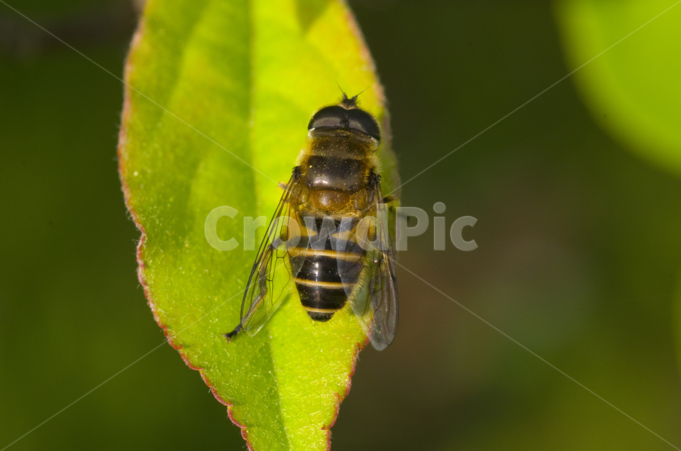 꽃등에,꽃등애,곤충,나뭇잎,녹색,가을곤충,여름곤충,여름,가을,곤충,벌레,insect,bug
