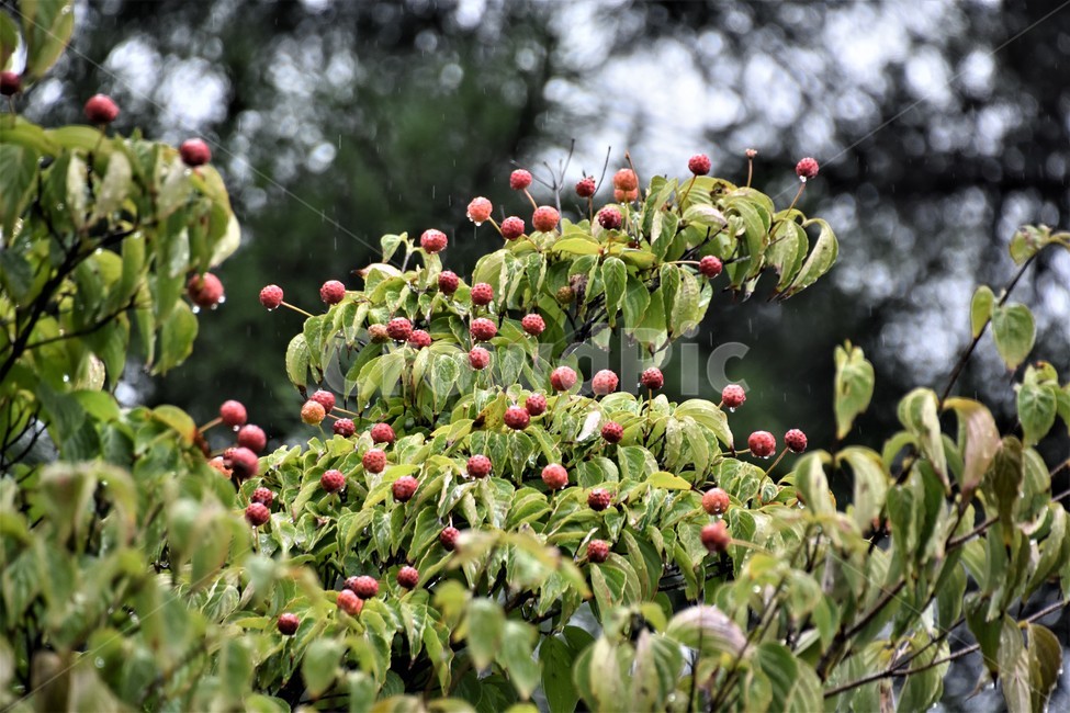 식물,나무,자연,가을비,열매,식물,자연,plants,nature,과일,열매,fruit,비,비오는날,rain,rainy