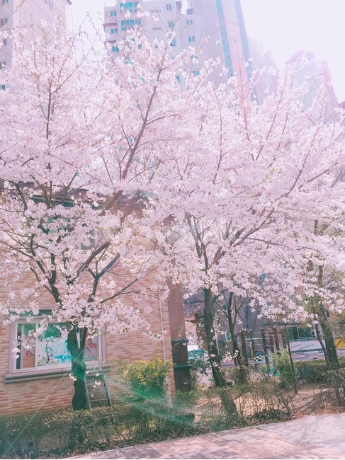 꽃,봄,벚꽃,봄꽃,분홍색꽃
