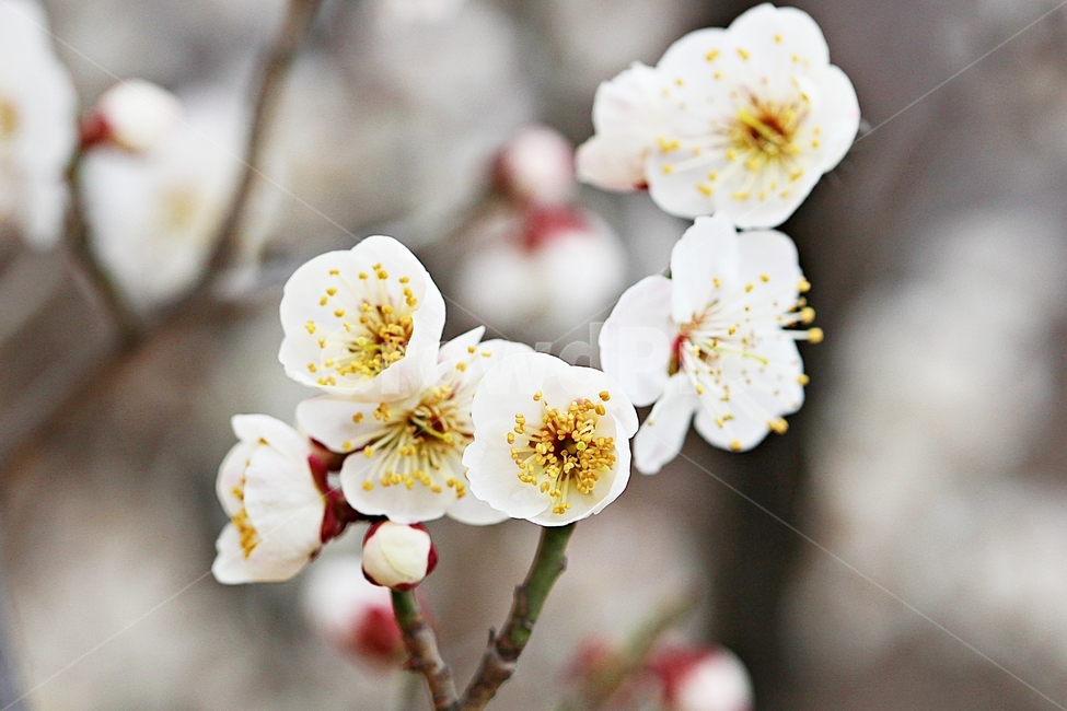 살구꽃,꽃,살구나무,자연,배경,봄,계절,spring,season,식물,자연,plants,nature,꽃,flower,plant