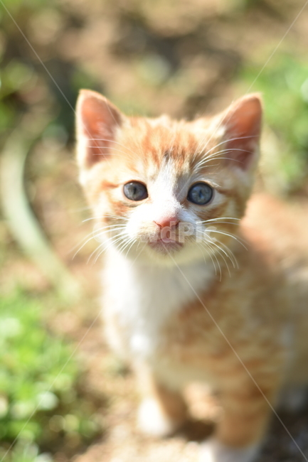 cat,고양이,kitten,고양이새끼,mammal,포유류,animal,동물,pet,애완동물,애니멀,웃음,개,자연,dog,휴식,국내,해외,순종,번식,초상화,모피,흰색,갈색,doggy,벡터,펀,일러스트레이션,행복한,먼곳,반려동물,귀여운,배경,스튜디오,친구