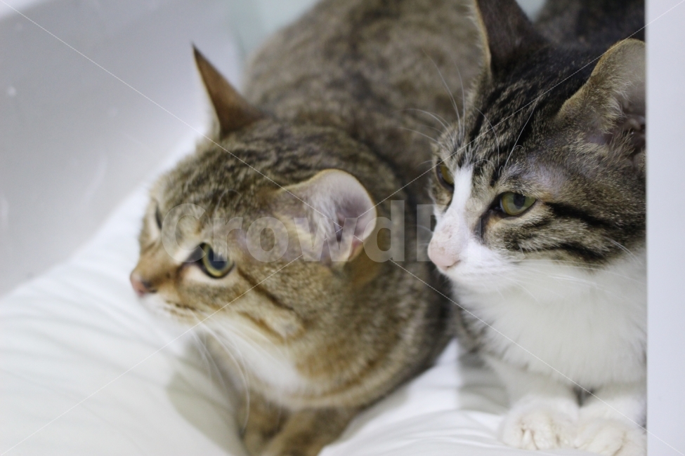 	고양이,반려동물,유기묘,길냥이,애완동물,cat,pet,kitten,아기고양이,코숏,코리안숏헤어,동물,동물,animal,고양이,cat,kitten,kitty,포유류,mammal