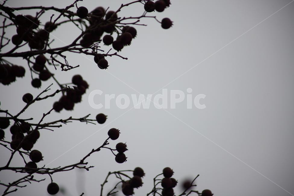 산사나무,열매,식물,종자,chinesehawthorn,식물,자연,plants,nature,과일,열매,fruit