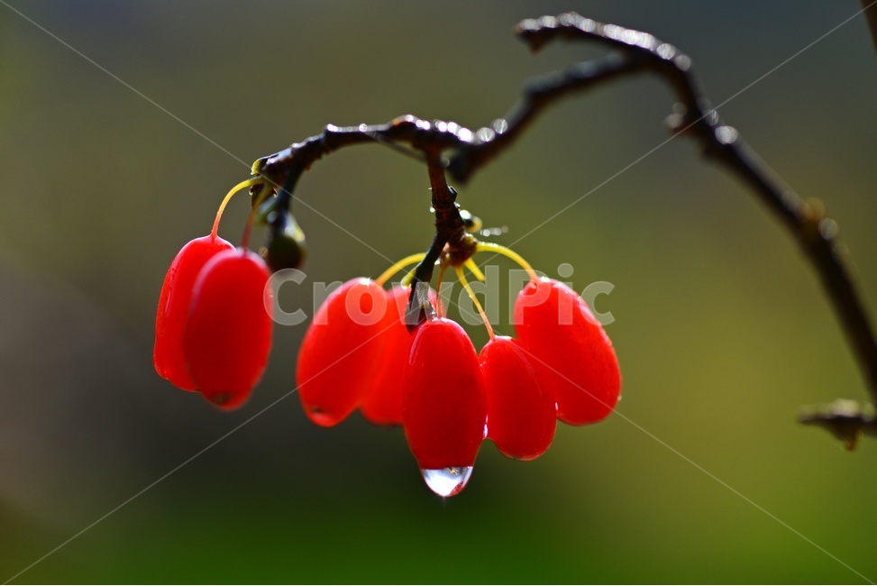plant,식물,food,음식,fruit,과일,산수유,열매,산수유열매,약용식물,건강식품,결실,빨강색,비,물방울,가을,과일,열매,fruit