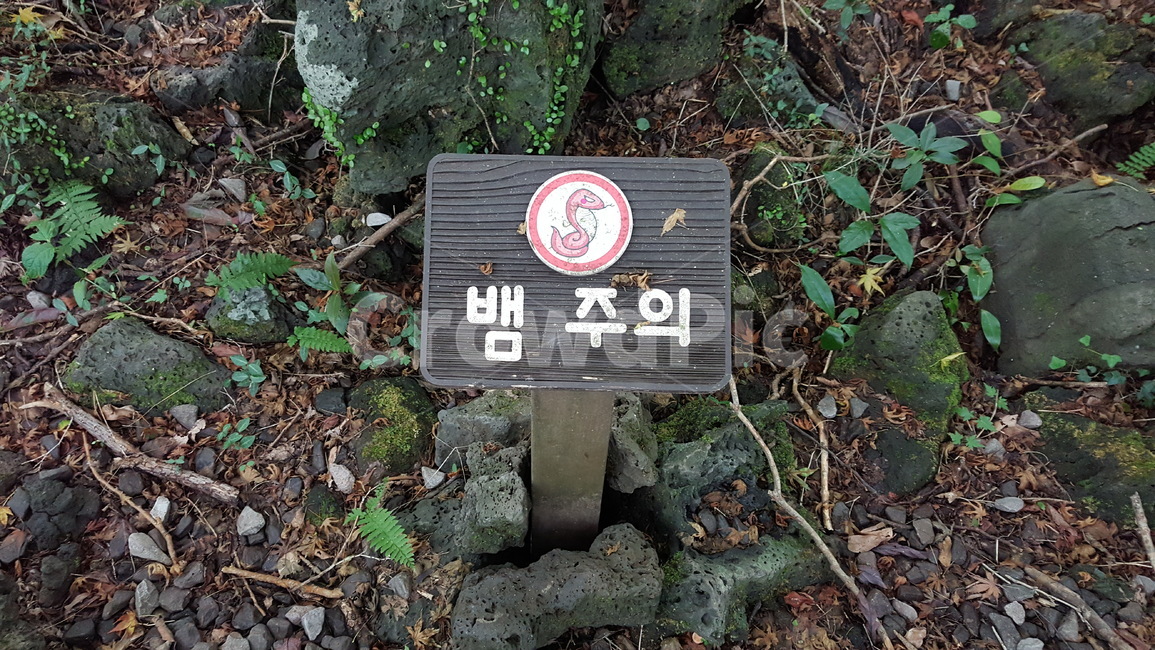 제주,제주고,비자림,뱀주의,뱀,주의,안내,안내판
