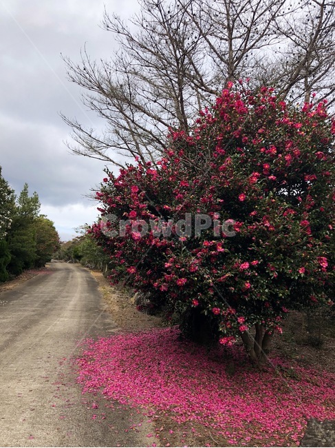 동백꽃,동백나무,카멜리아,camellia,식물,plant,나무,식물,자연,plants,nature,꽃,flower