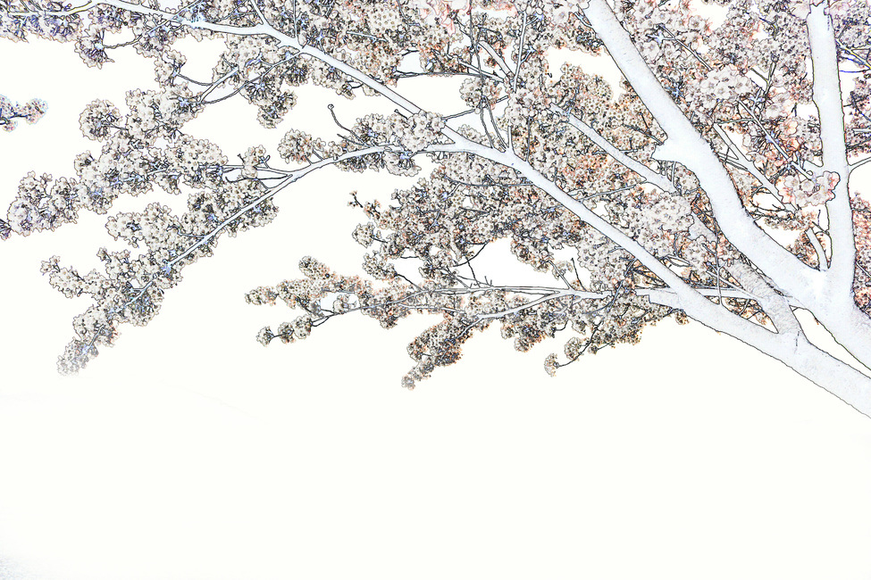 벚꽃,벚나무,벚꽃나무,나무,꽃,색칠,색칠하기,도안,스케치,봄,계절,spring,season,식물,자연,plants,nature,꽃,flower,outdoors,옥외,ice,빙,snow,눈,frost,서리