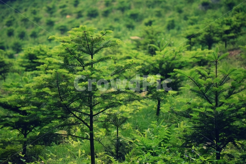 초목,plant,식물,bush,tree,나무,nature,자연,outdoors,옥외,자연,풍경,nature,landscape