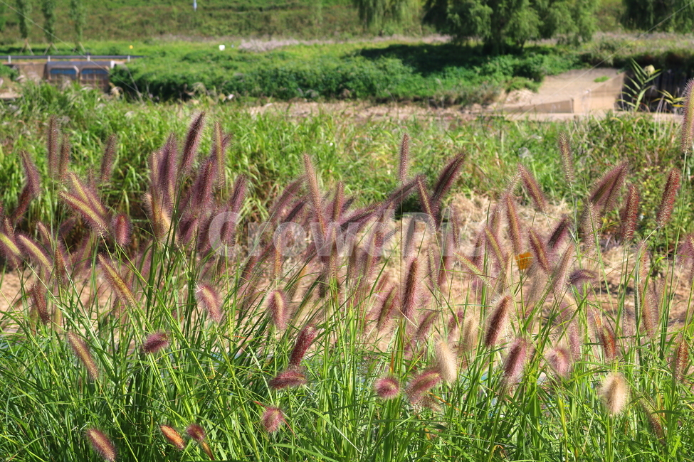 수크령,길갱이,랑미초,식물,벼과,벼과식물,자연,식물,자연,plants,nature
